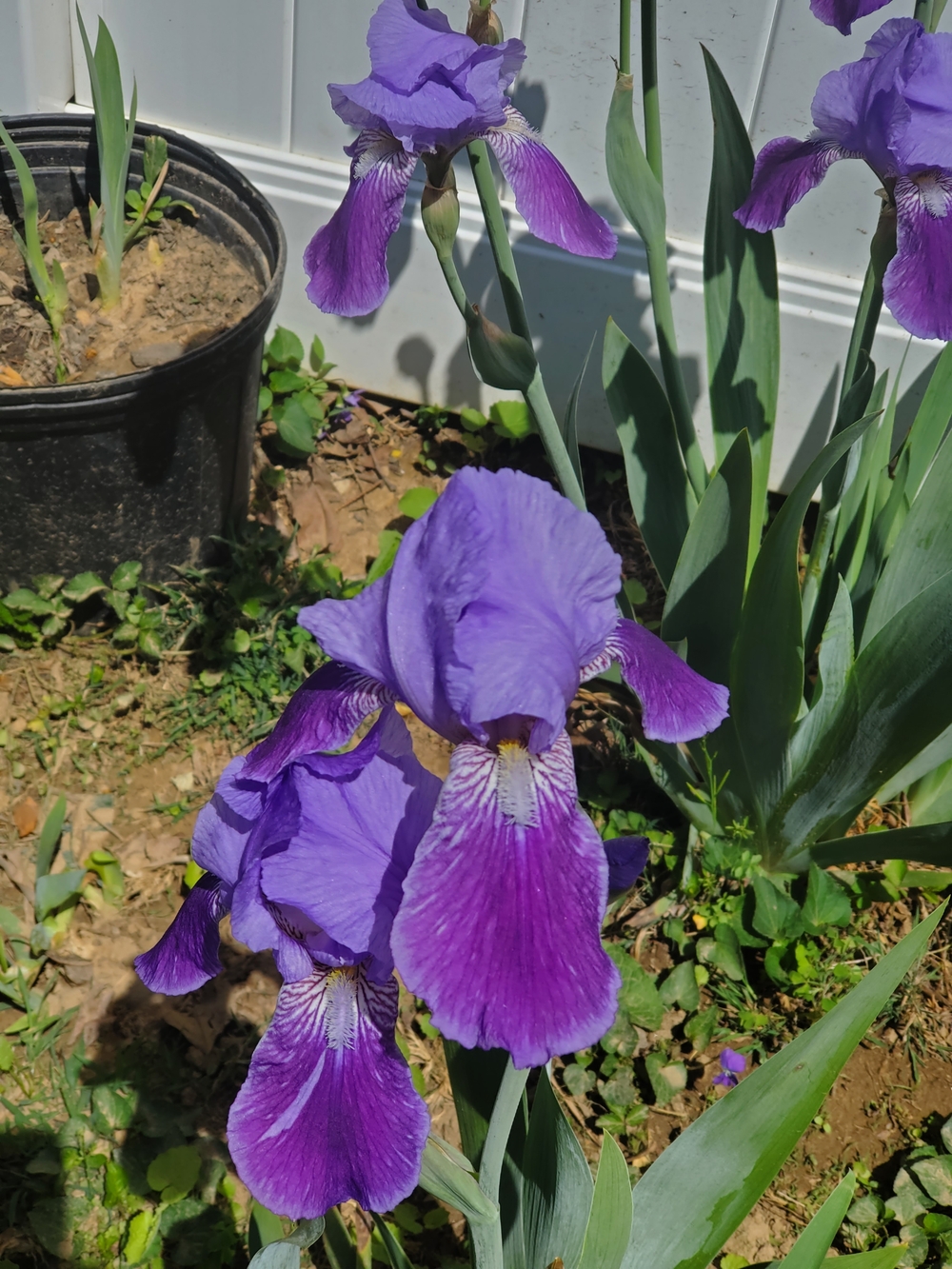 Vibrant WilliamSetchell Iris live rizomes